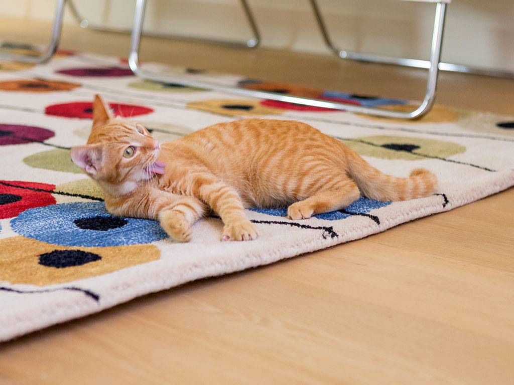 Come pulire un tappeto in modo semplice e veloce Pulire tappeti in casa