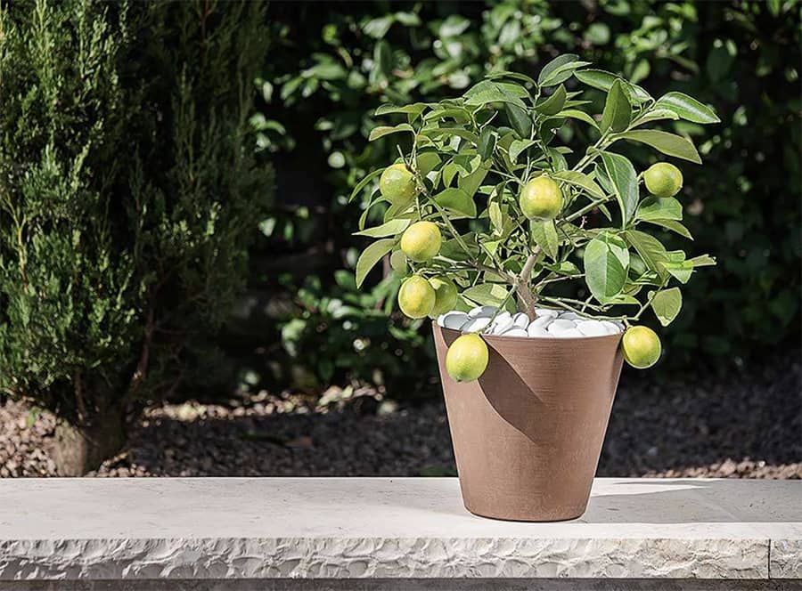 vasi di piante per il balcone